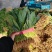 安阳优质大叶菠菜，叶面没虫眼，没有斑点，基地直供货源充足