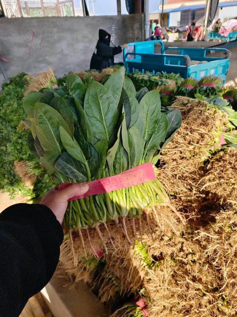 安阳优质大叶菠菜，叶面没虫眼，没有斑点，基地直供货源充足