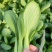 【精品】油菜，太和上海青，现摘现发，对接：批发商+商超