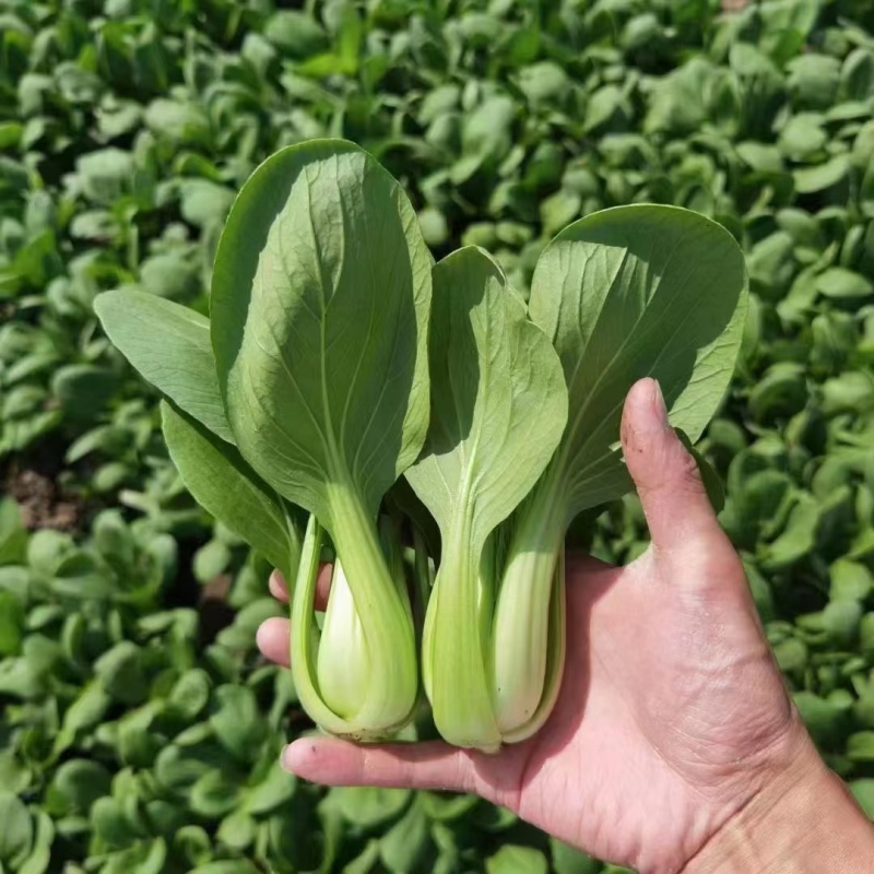 【精品】油菜，太和上海青，现摘现发，对接：批发商+商超