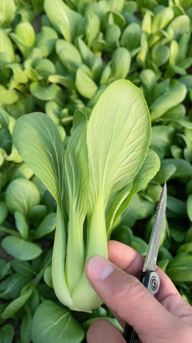 【精品】油菜，太和上海青，现摘现发，对接：批发商+商超