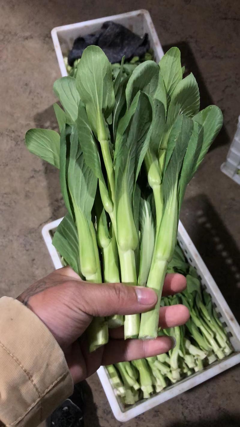 【菜苔】安徽菜苔，产地直发，大量供货保质保量，对接全国