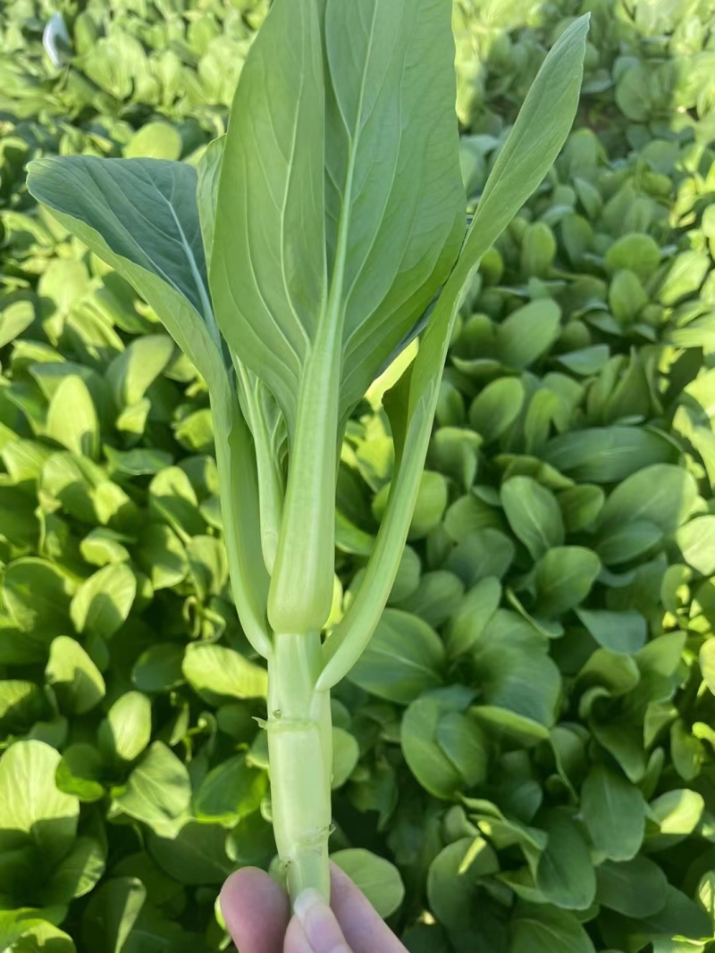 【菜苔】安徽菜苔，产地直发，大量供货保质保量，对接全国