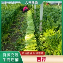 山东菏泽定陶黄店西芹大降价，净菜毛菜都有。谢谢合作