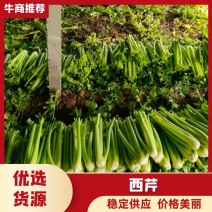 山东菏泽定陶西芹大量现货，超市，市场，电商货都有，谢谢