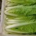 【推荐】安徽优质黄心菜，毛白菜，大量上市中，采购来电优惠