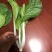 【推荐】安徽优质黄心菜，毛白菜，大量上市中，采购来电优惠