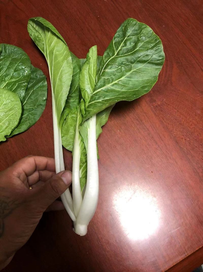 【推荐】安徽优质黄心菜，毛白菜，大量上市中，采购来电优惠