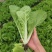 【推荐】安徽优质黄心菜，毛白菜，大量上市中，采购来电优惠