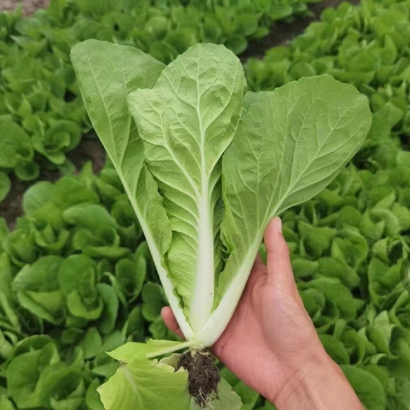 【推荐】安徽优质黄心菜，毛白菜，大量上市中，采购来电优惠