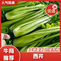 山东菏泽定陶西芹大量现货有要的老板请联系我谢谢。
