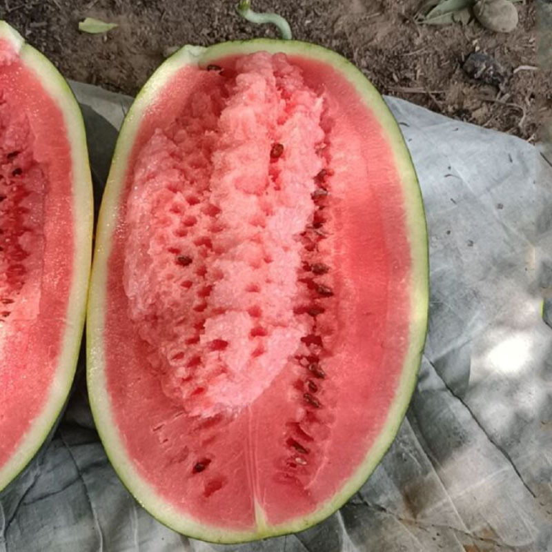特大景蜜宝2号西瓜种子黑皮少籽薄皮坚韧高产耐运输南北方播