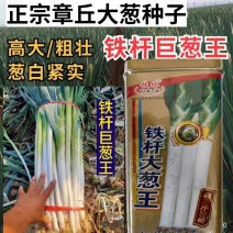 章丘大葱种子，铁杆大葱种子，耐寒耐热，抗倒，基地专用