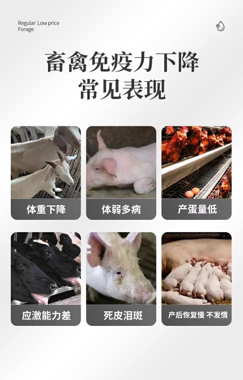 氨基酸多维葡萄糖粉畜禽猪牛羊抗应激养殖鸡鸭鹅饲料添加剂