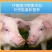 氨基酸多维葡萄糖粉畜禽猪牛羊抗应激养殖鸡鸭鹅饲料添加剂