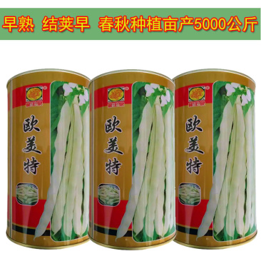 白芸豆种子欧美特豆角种籽早熟耐热九粒白春秋大田栽培