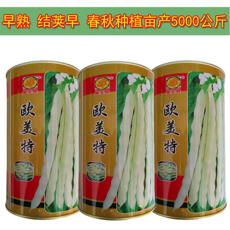 白芸豆种子欧美特豆角种籽早熟耐热九粒白春秋大田栽培