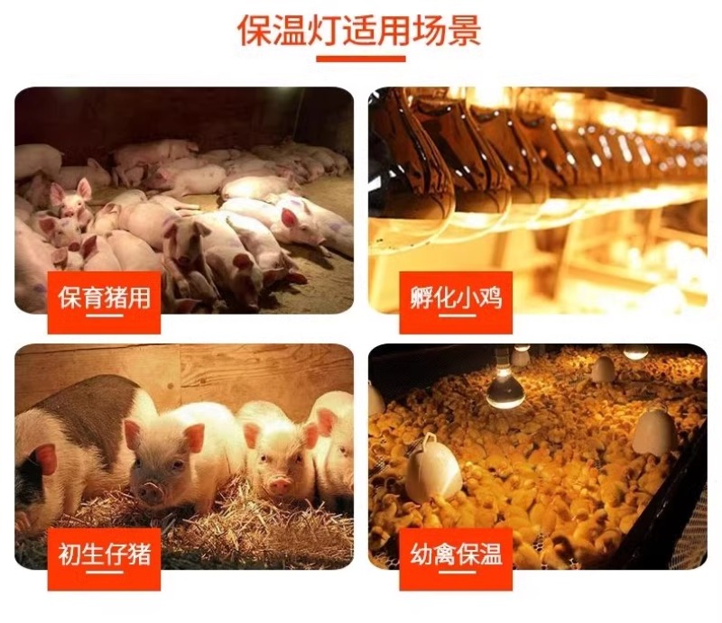 猪用保温灯加热养殖场专用小鸡育雏取暖保暖灯泡仔猪兽用烤灯