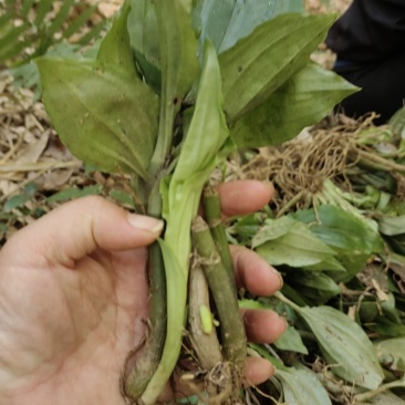 精选野生大山深处高杆见血清，量大从优，保质保量。诚信第一