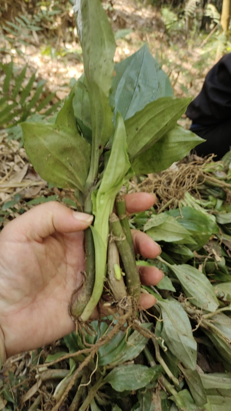 精选野生大山深处高杆见血清，量大从优，保质保量。诚信第一