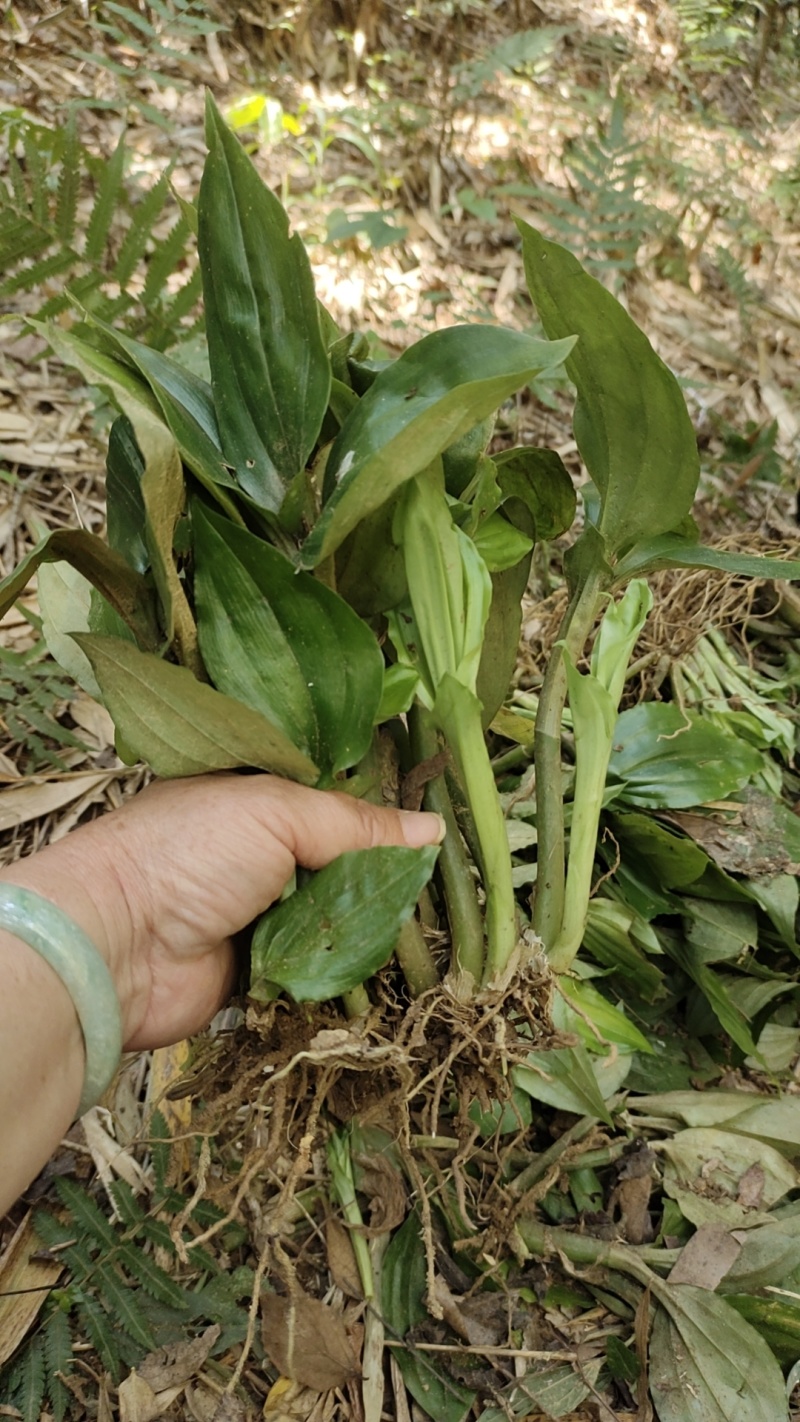 精选野生大山深处高杆见血清，量大从优，保质保量。诚信第一