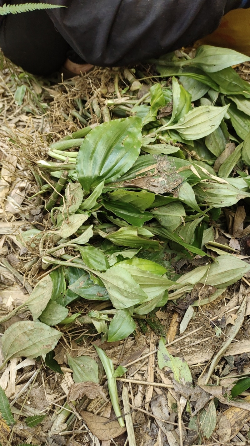 精选野生大山深处高杆见血清，量大从优，保质保量。诚信第一