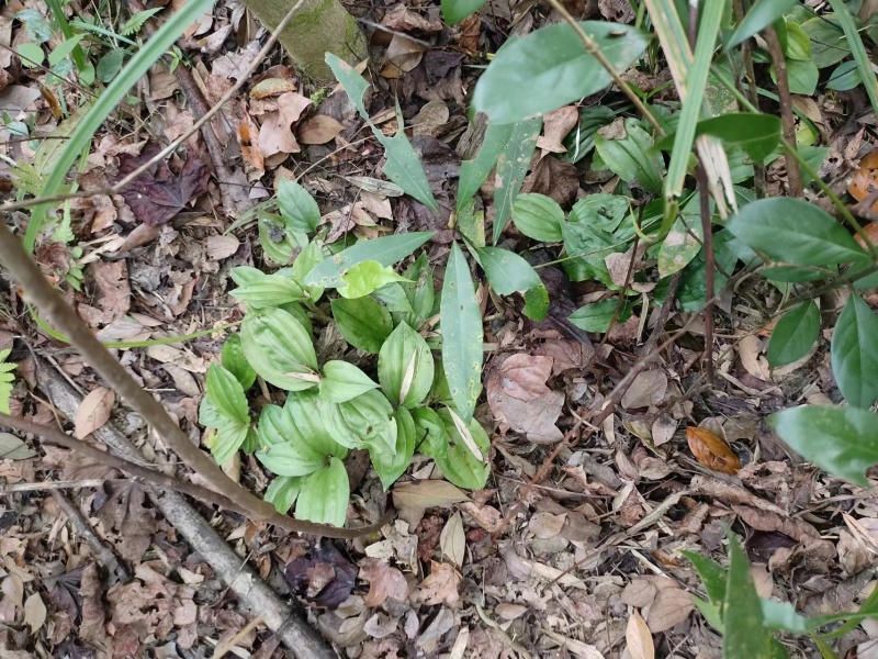 精选野生大山深处高杆见血清，量大从优，保质保量。诚信第一