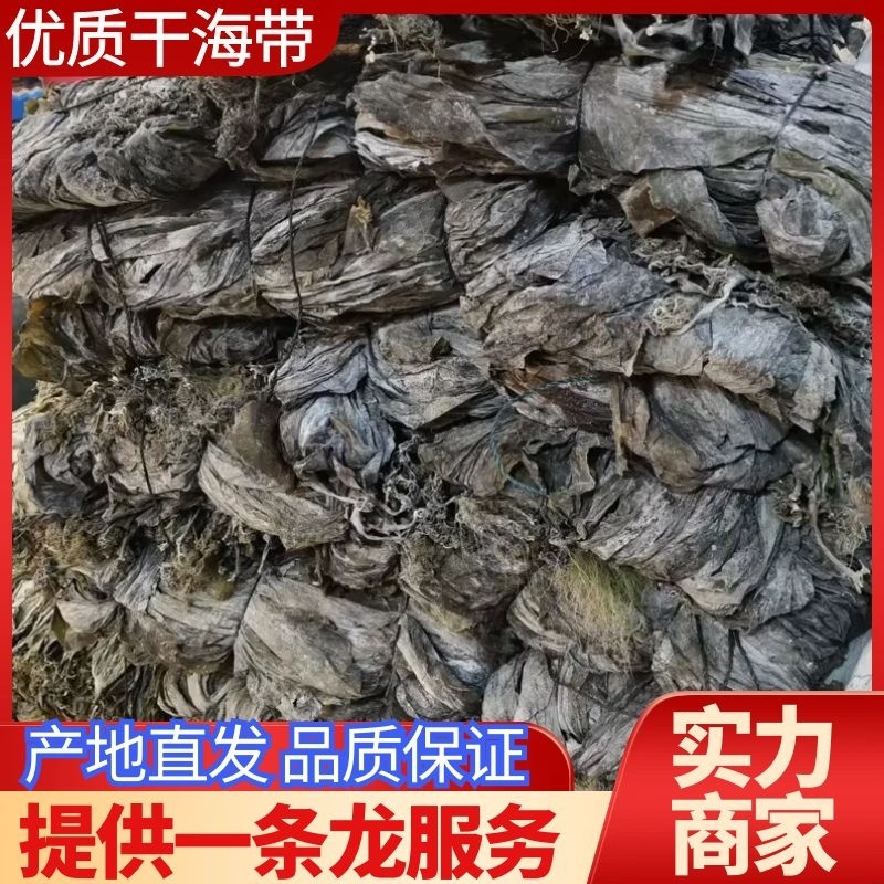 福建干海带无沙干海带大量供应全国发货