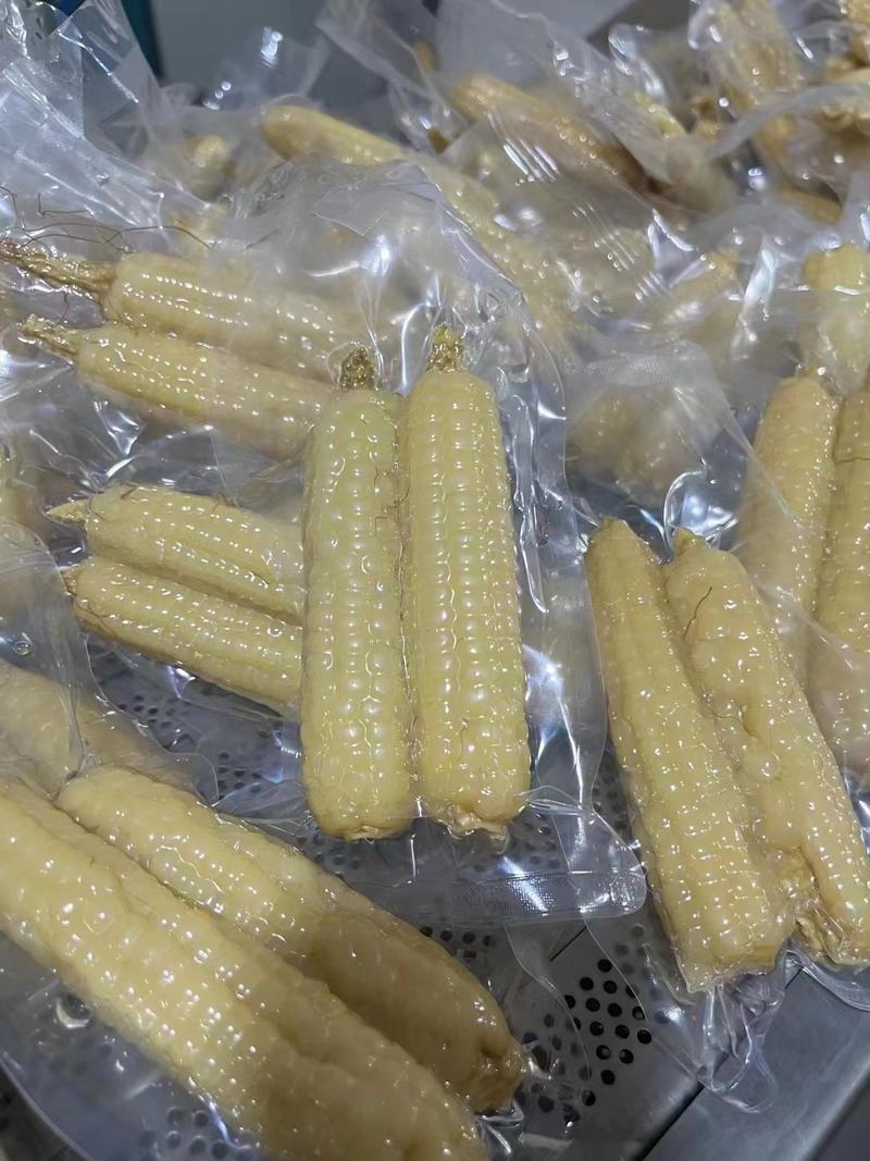 拇指玉米品质保证产地直发可视频看货欢迎咨询