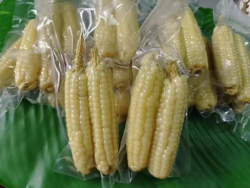 拇指玉米品质保证产地直发可视频看货欢迎咨询