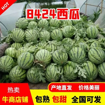 徐州睢宁麒麟美都西瓜可对接商超视频看货一手货源量大从优
