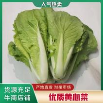 【推荐】安徽优质黄心菜，毛白菜，大量上市中，采购来电