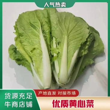 【推荐】安徽优质黄心菜，毛白菜，大量上市中，采购来电优惠