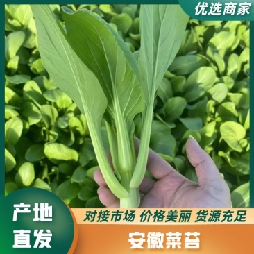 【菜苔】安徽菜苔,产地直发,大量供货保质保量,对接全国