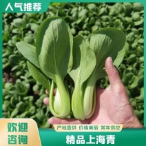 【精品】油菜，太和上海青，现摘现发，对接：批发商+商超