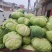 陕西蔬菜产地精品甘蓝菜，圆包菜货量充足价格优惠欢迎咨询