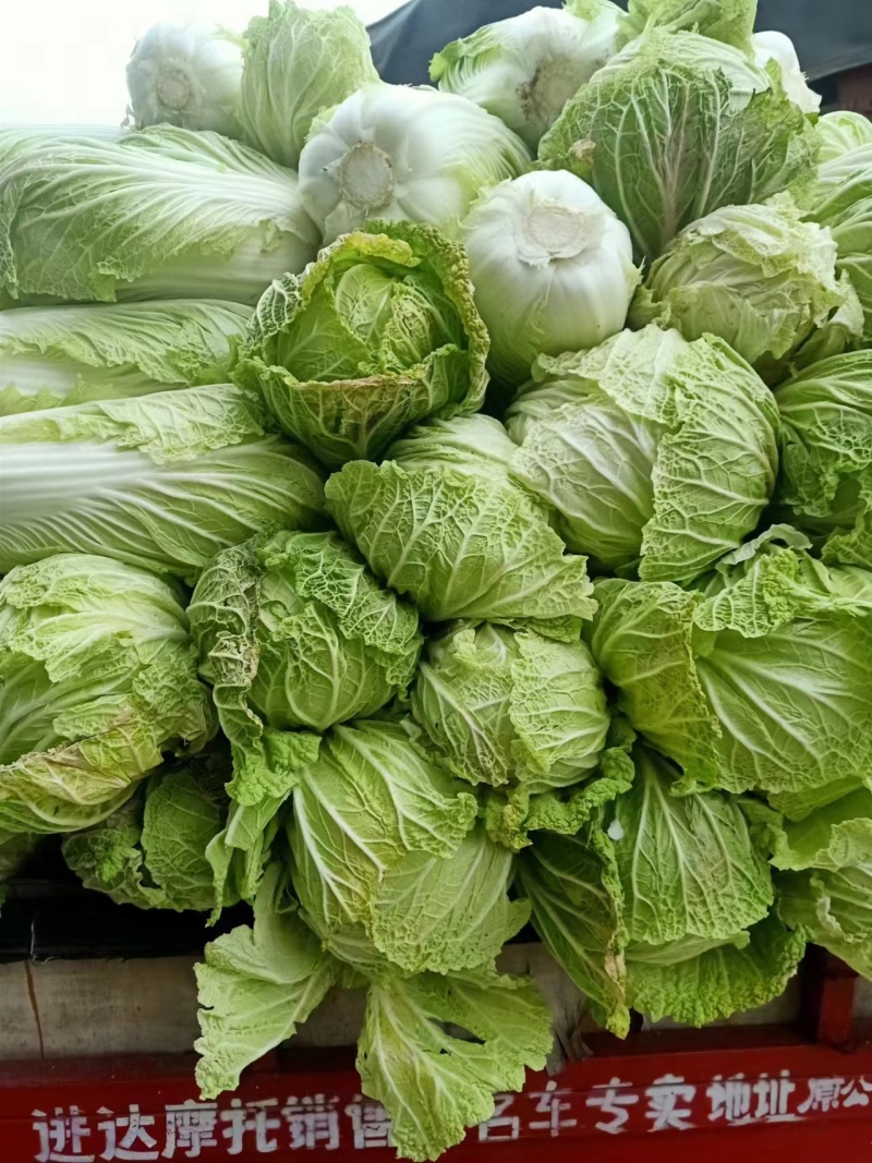 陕西蔬菜产地直销精品大白菜，价格优惠欢迎咨询