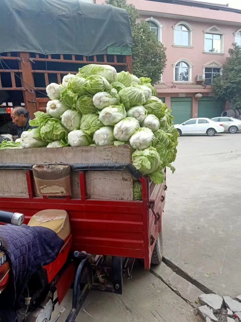 陕西蔬菜产地直销精品大白菜，价格优惠欢迎咨询