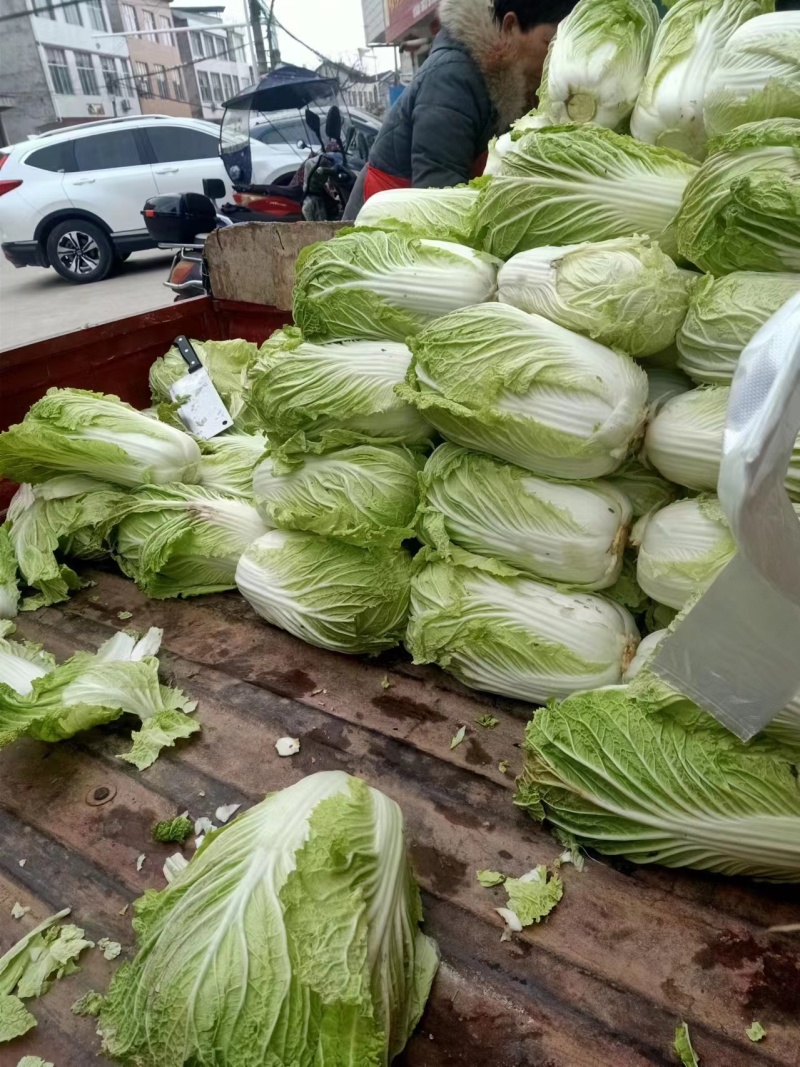陕西蔬菜产地直销精品大白菜，价格优惠欢迎咨询