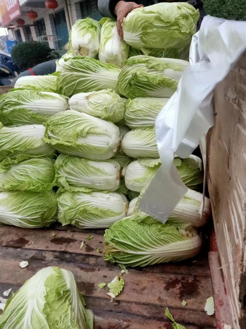 陕西蔬菜产地直销精品大白菜，价格优惠欢迎咨询