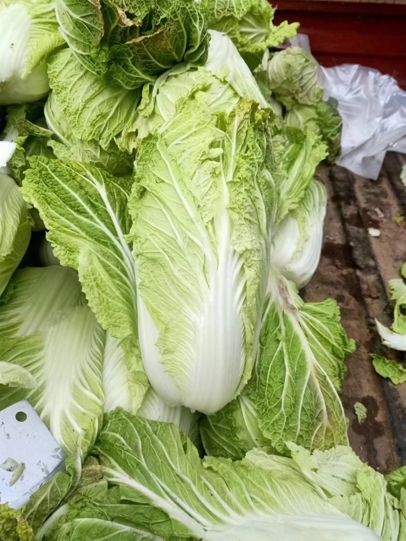 陕西蔬菜产地直销精品大白菜，价格优惠欢迎咨询