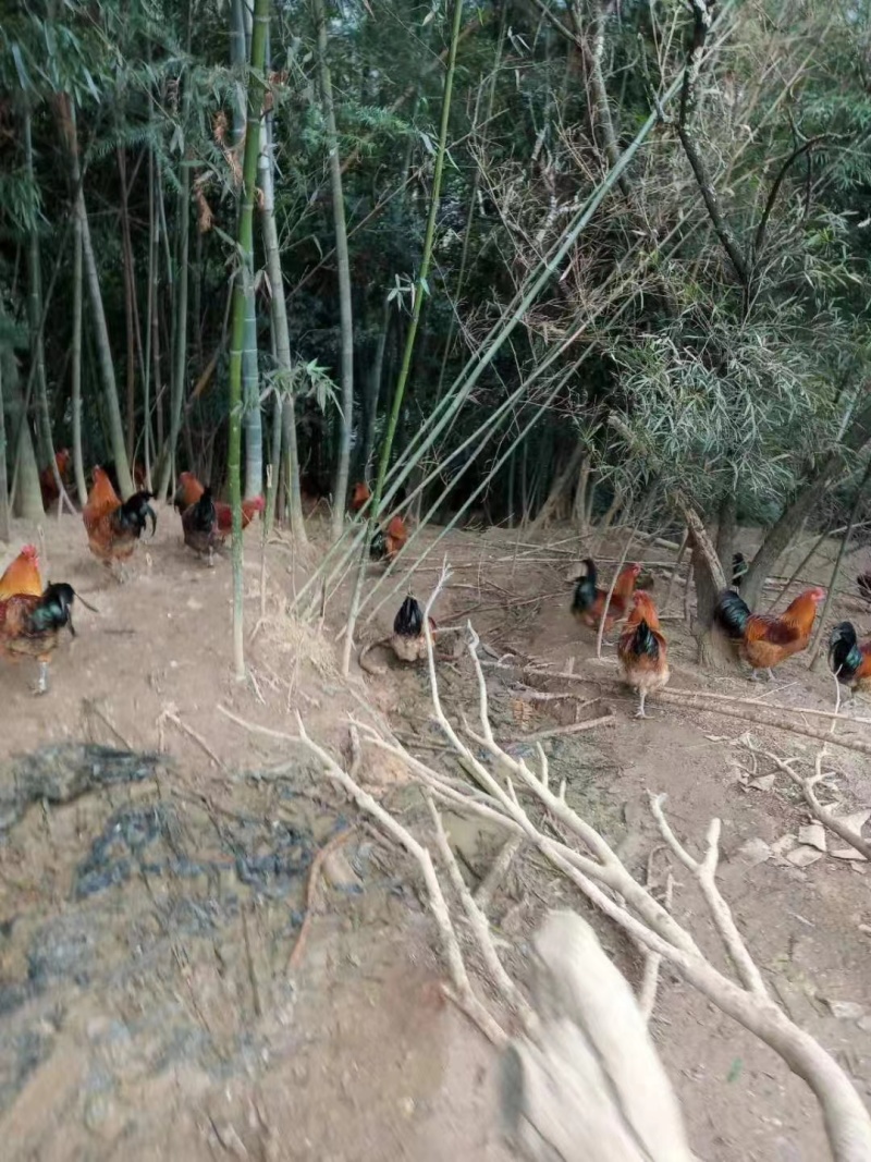 【包邮】高山走地鸡竹林鸡200天虫谷养殖零售批发