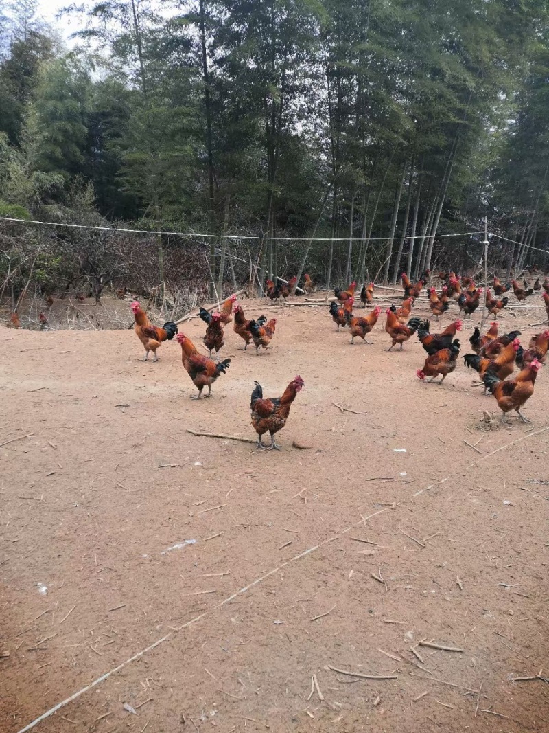 【精选】高山竹林走地鸡散养土鸡常年供应市场批发团购