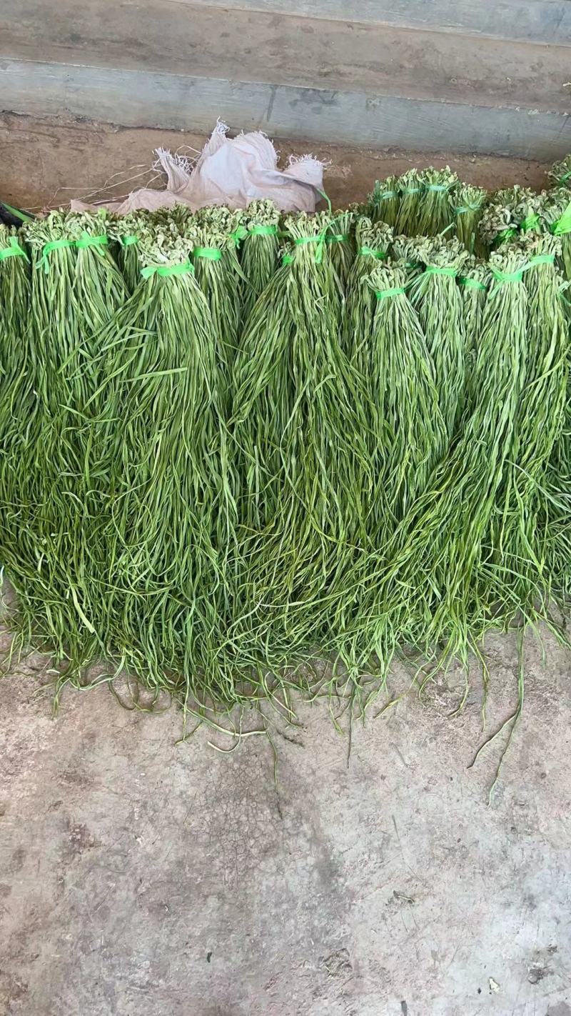 特级贡菜新货大量上市品质保证欢迎新老顾客进店选购