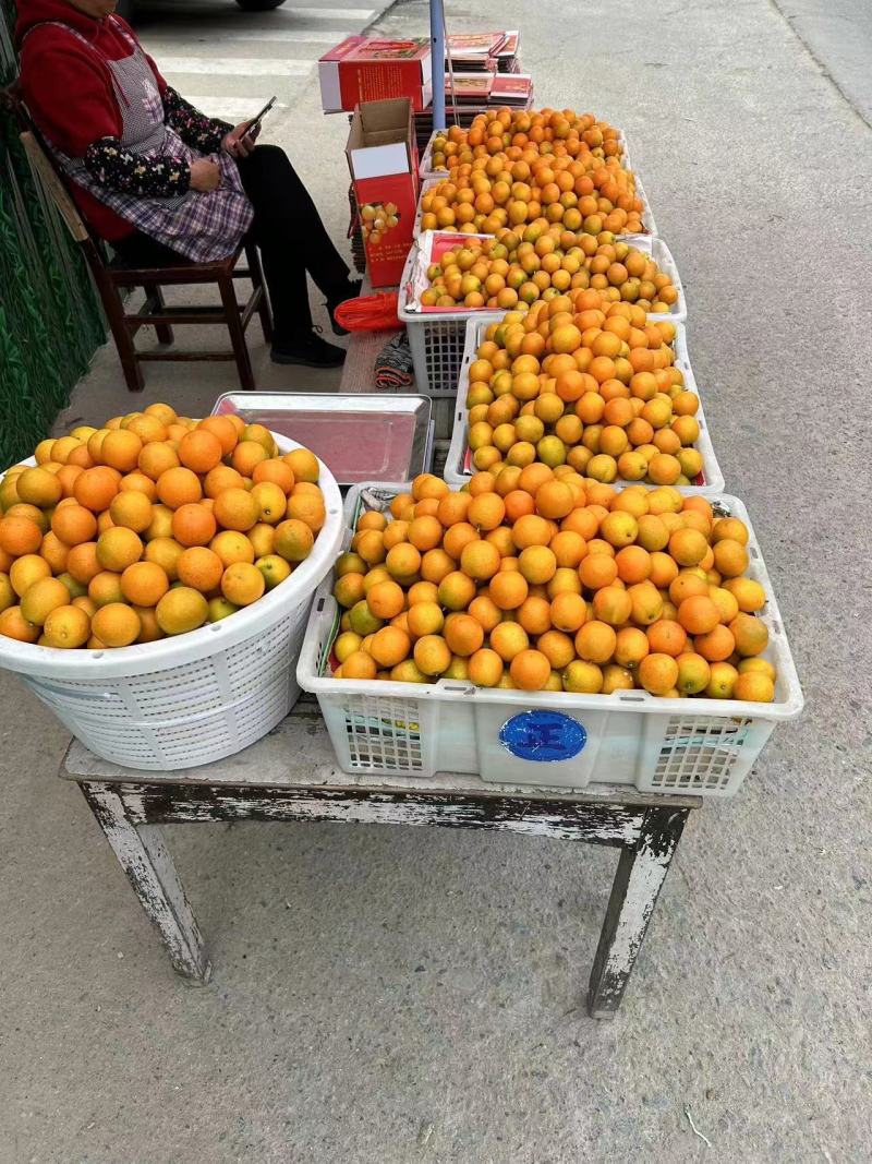 【实力热卖】金桔金柑热卖中保质保量诚信经营可视频看货
