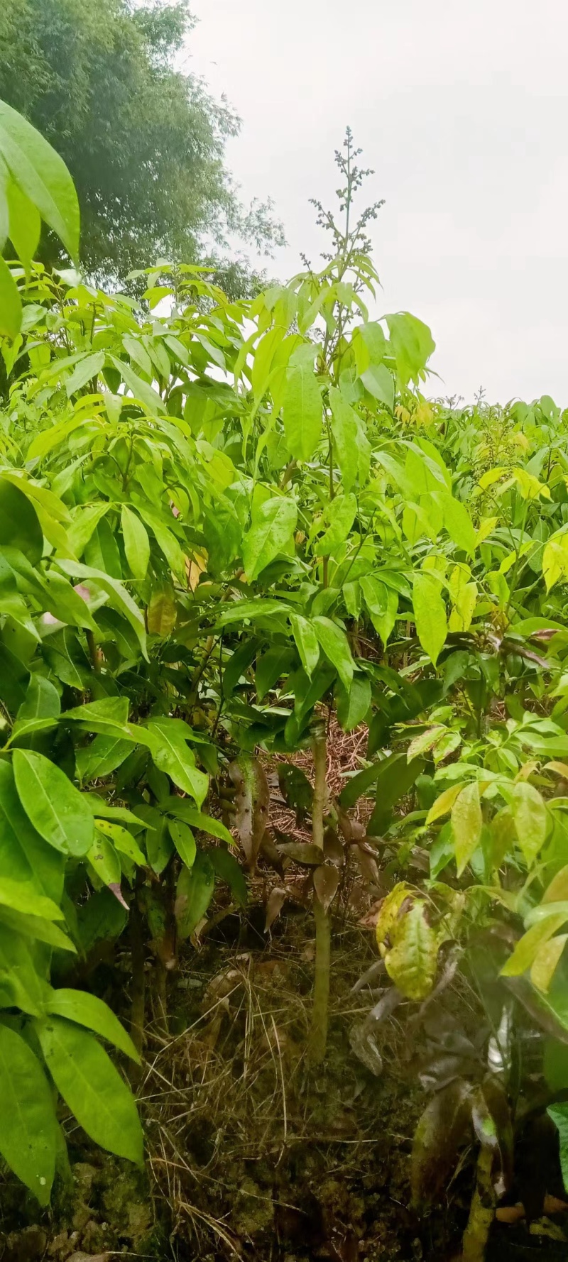 广西妃子笑土球苗，产地直发，保质保量，欢迎老板前来选购