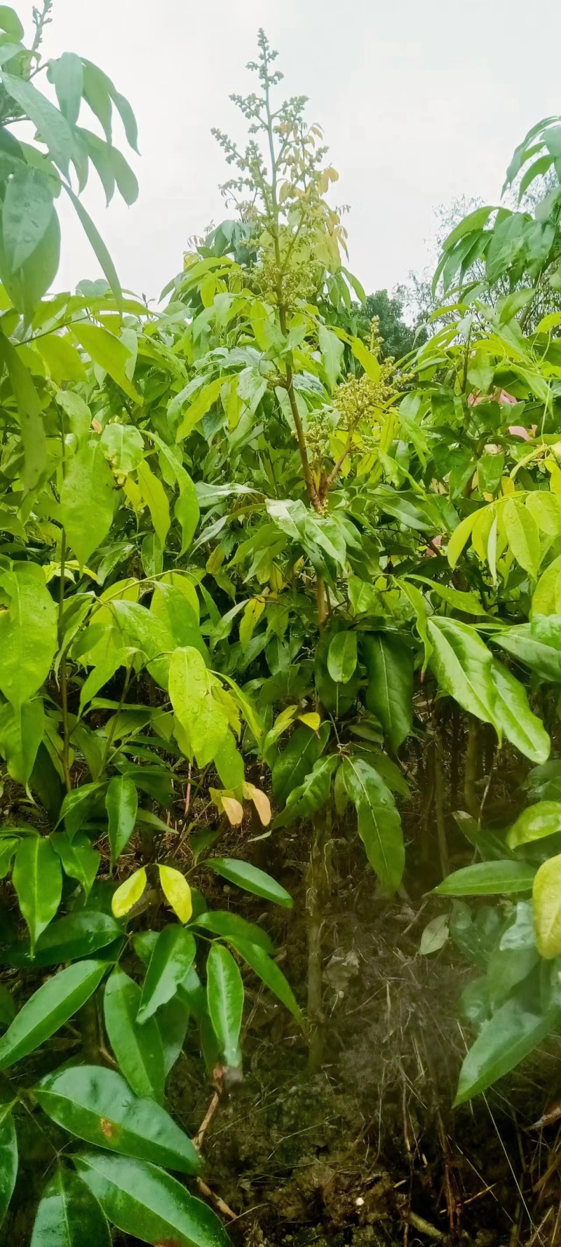 广西妃子笑土球苗，产地直发，保质保量，欢迎老板前来选购