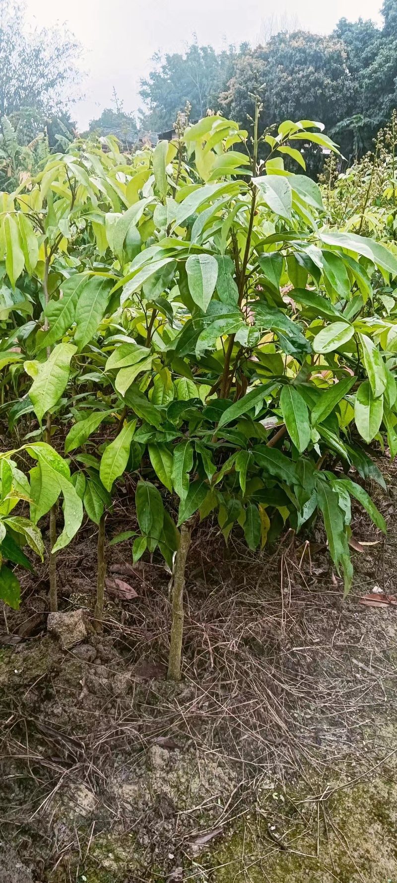 广西妃子笑土球苗，产地直发，保质保量，欢迎老板前来选购