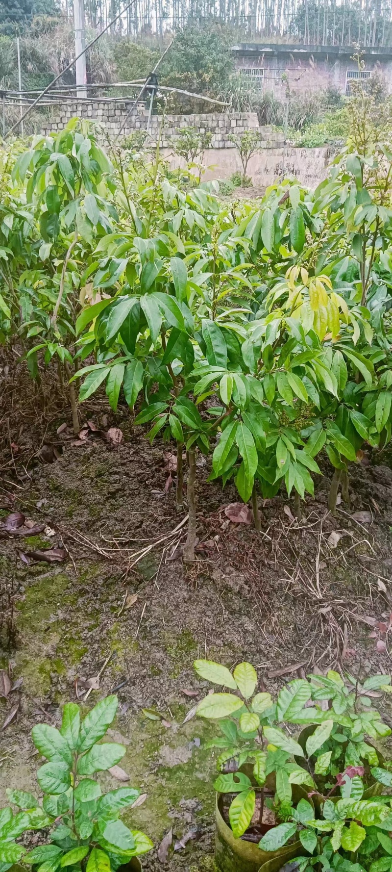 广西妃子笑土球苗，产地直发，保质保量，欢迎老板前来选购