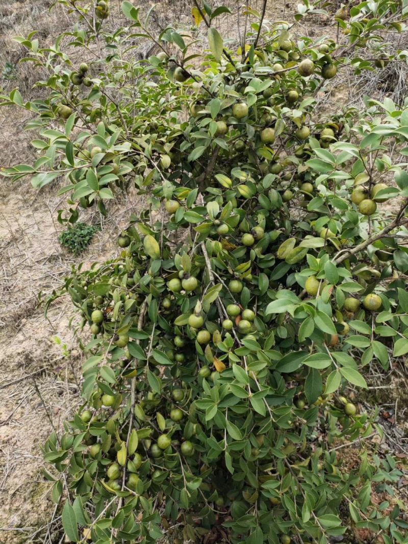 【实力热卖】小种山茶油高山茶籽油可视频看货诚信经营